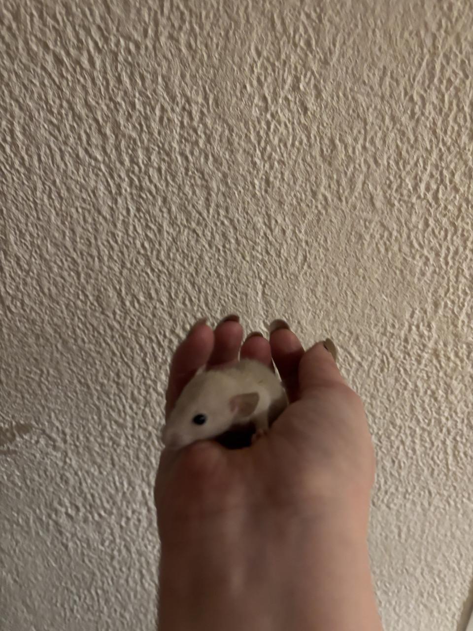 Siamese jongen ratjes te koop