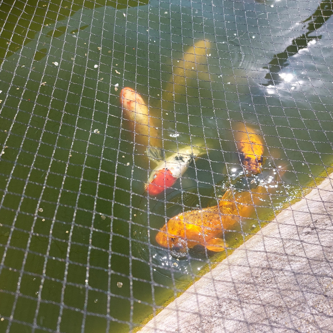Koi karpers