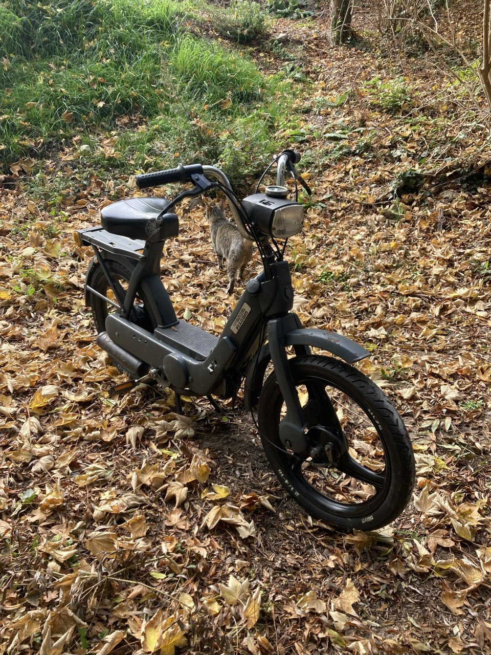 Vespa ciau