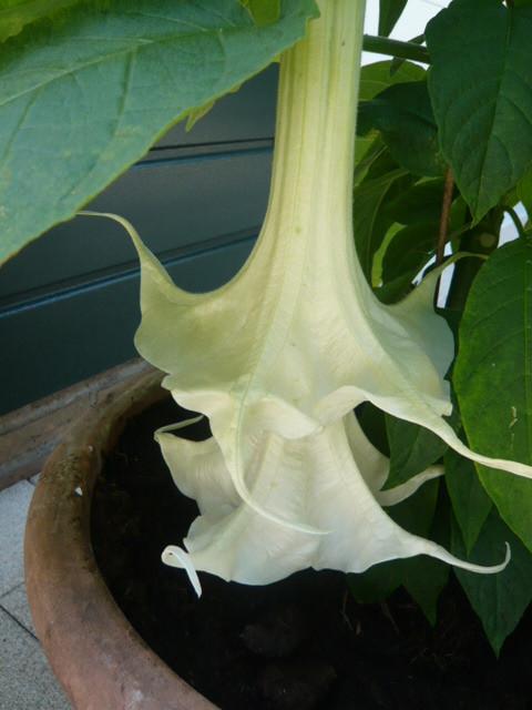 BRUGMANSIA STEKKEN DUBBEL WIT