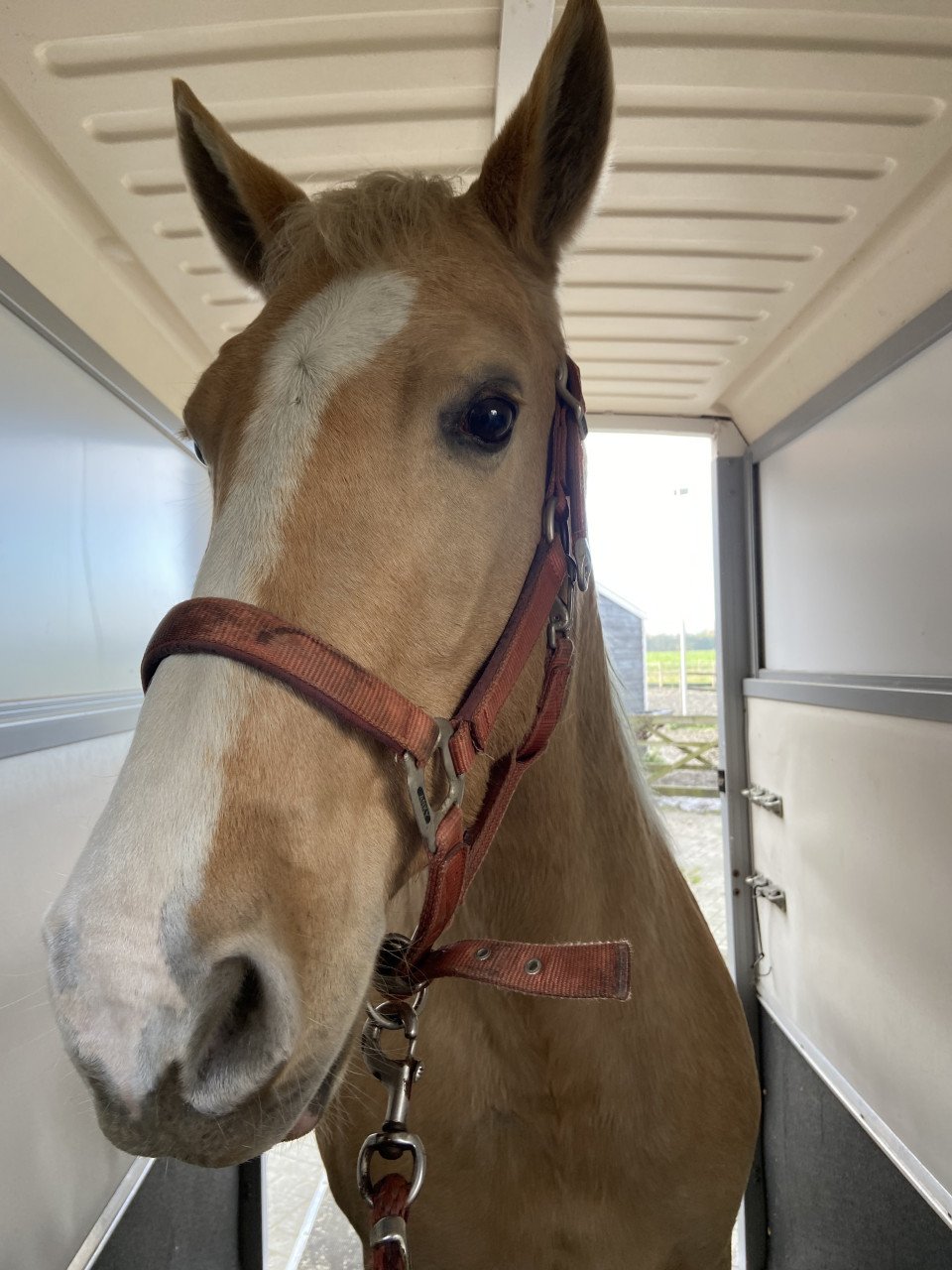 5-jarige Palomino PRE merrie