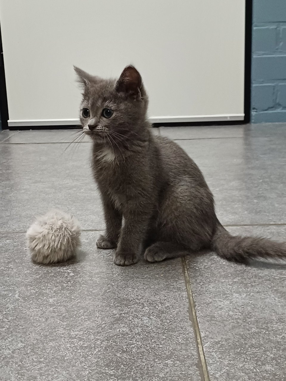 Super leuke Brits Korthaar x Ragdoll kittens beschikbaar.