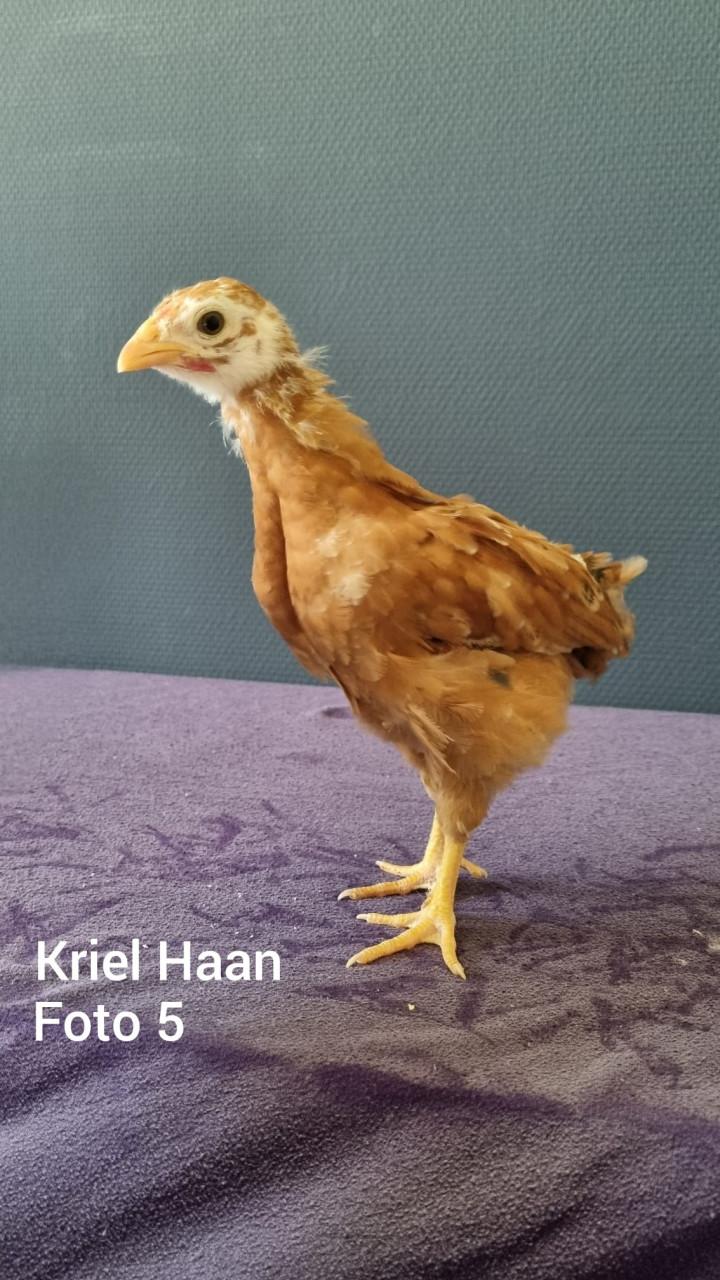 Kriel kuikens