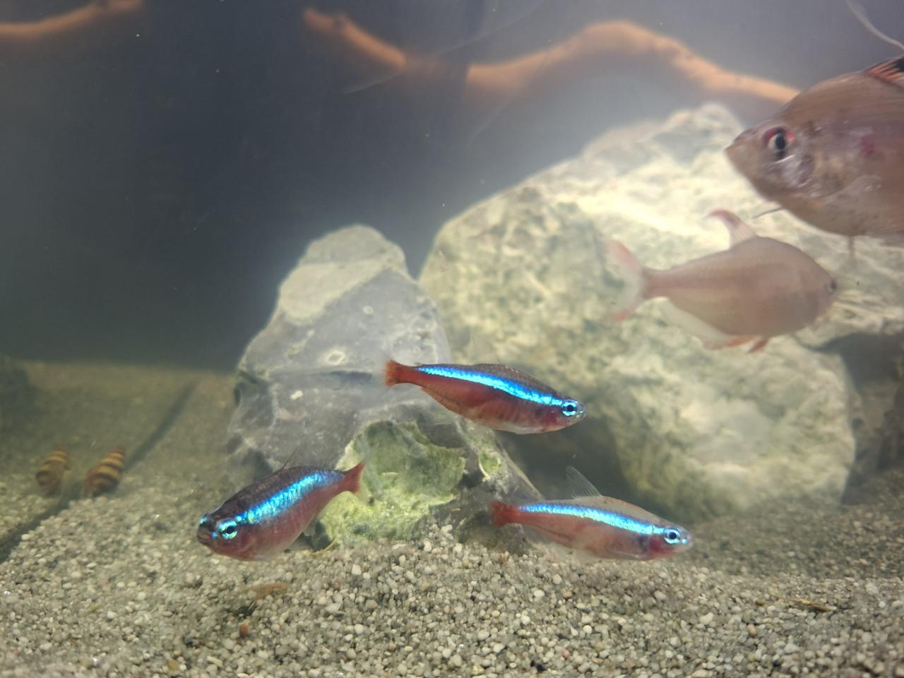 Aquariumvissen