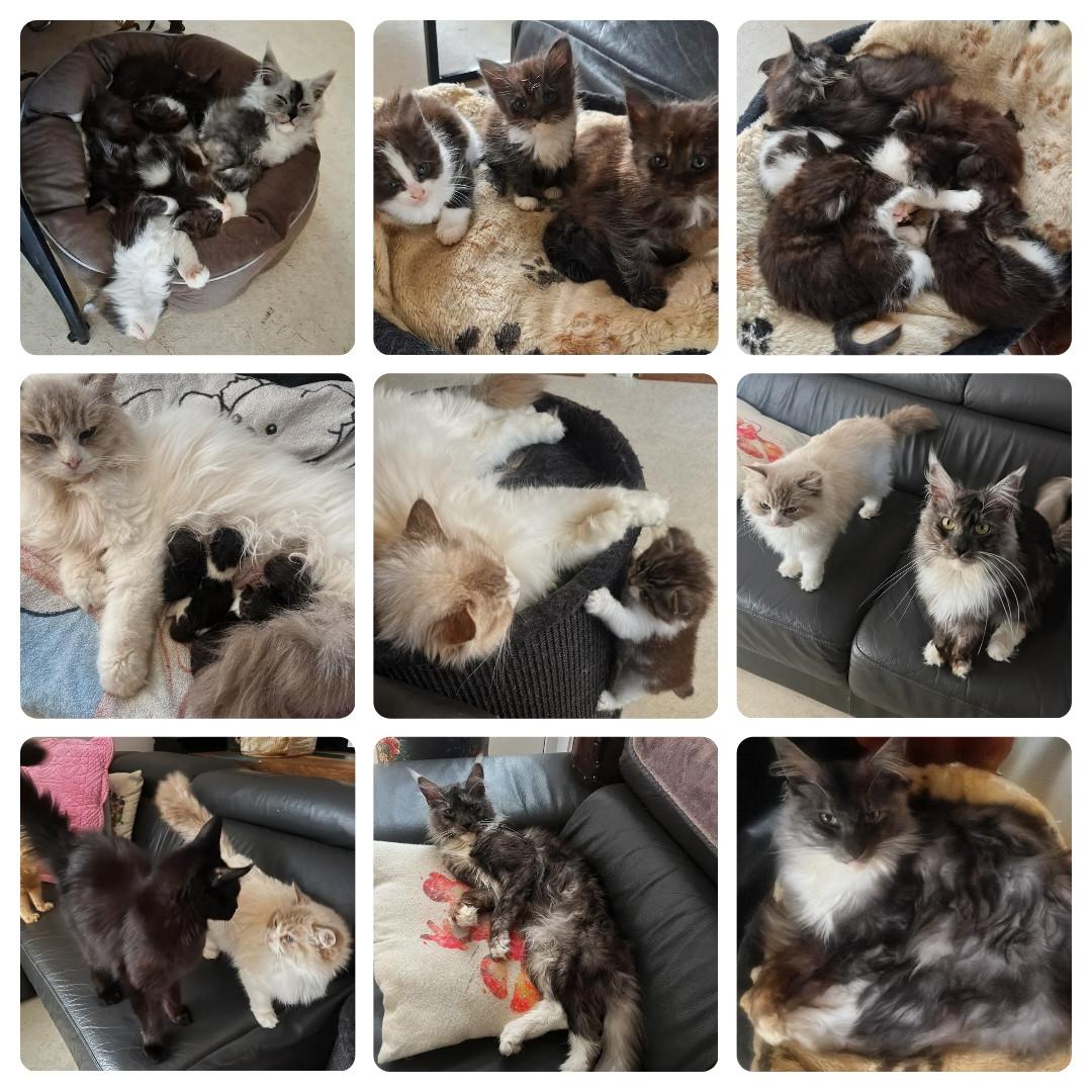 Prachtige Main Coon kruising Ragdoll kittens