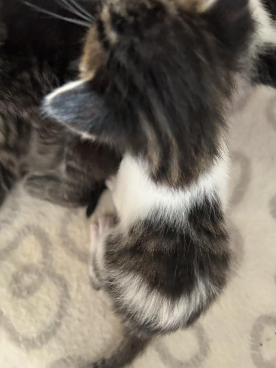 Lieve prachtige kittens 🐈‍⬛🤍😻