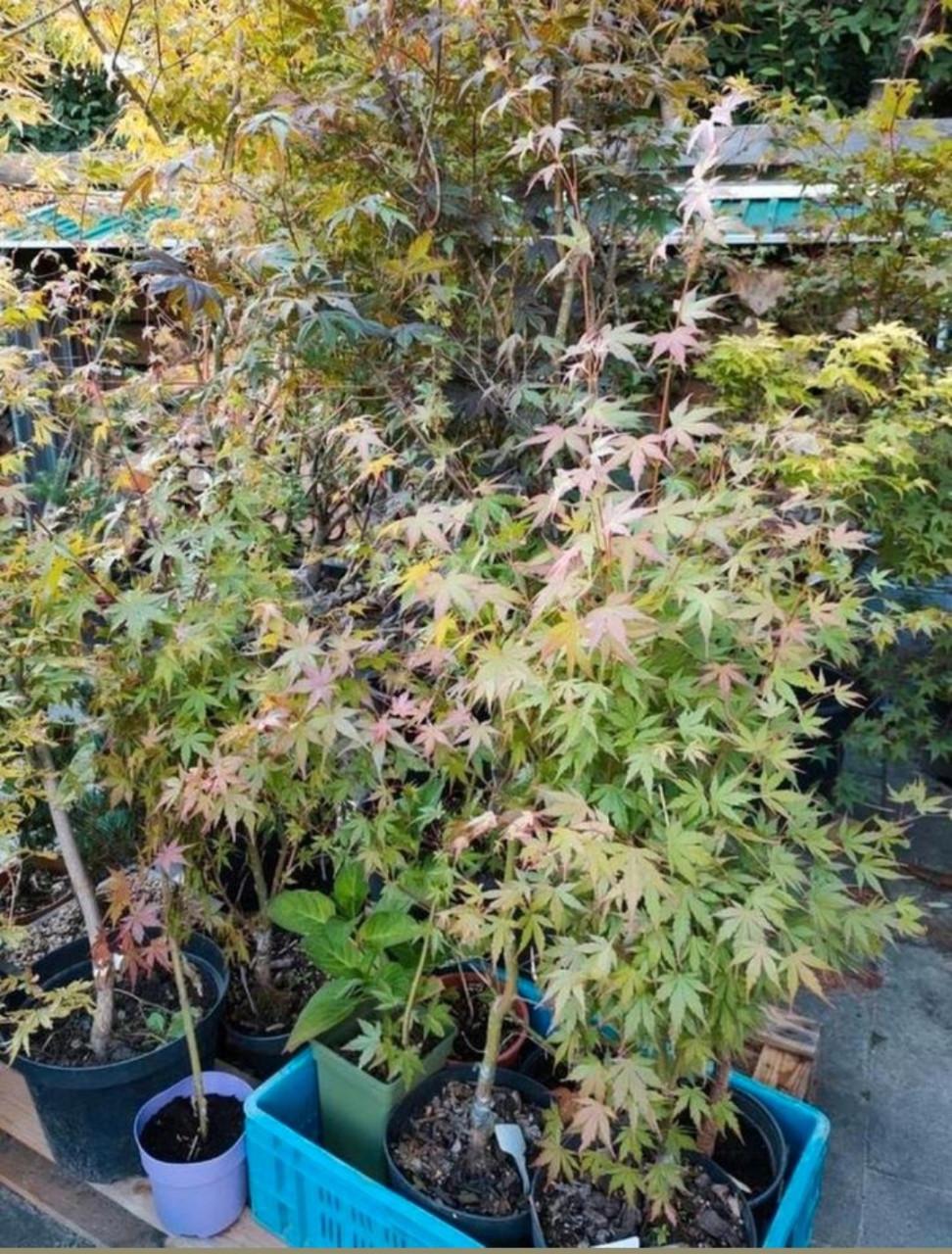 Verschillende Japanse esdoorn bomen, zaailingen, Acer palmatum