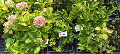 Mooie Hortensia's te diverse kleuren en soorten ! Nu 3 voor €10,-