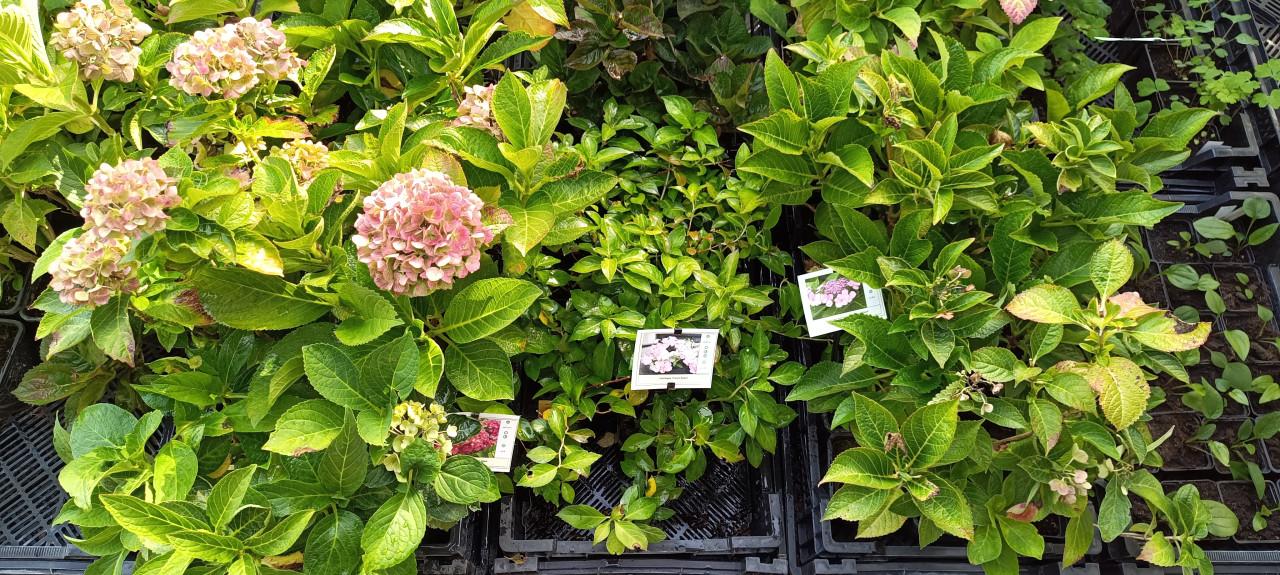 Mooie Hortensia's te diverse kleuren en soorten ! Nu 3 voor €10,-
