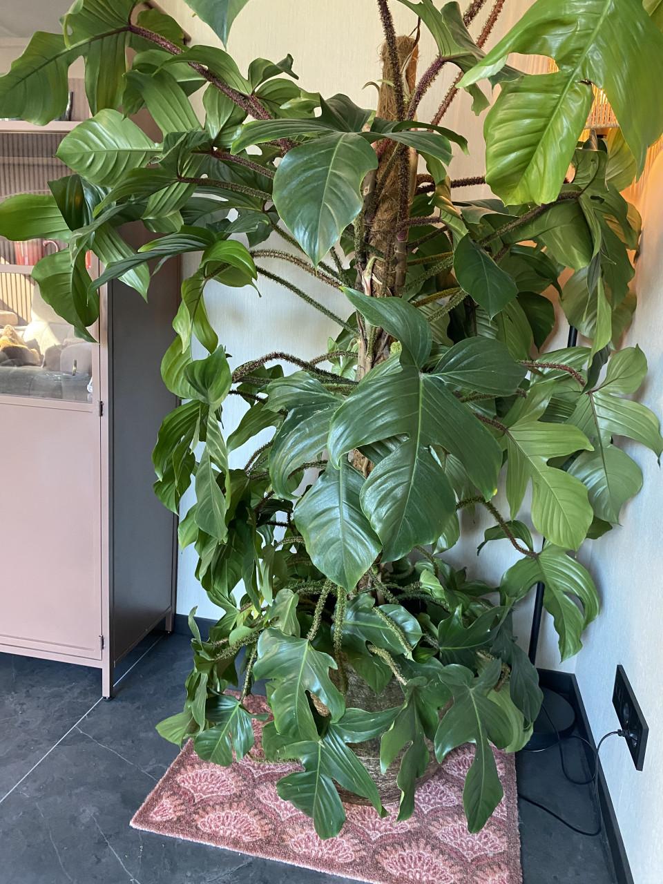 Prachtige, grote nieuwe kamerplant