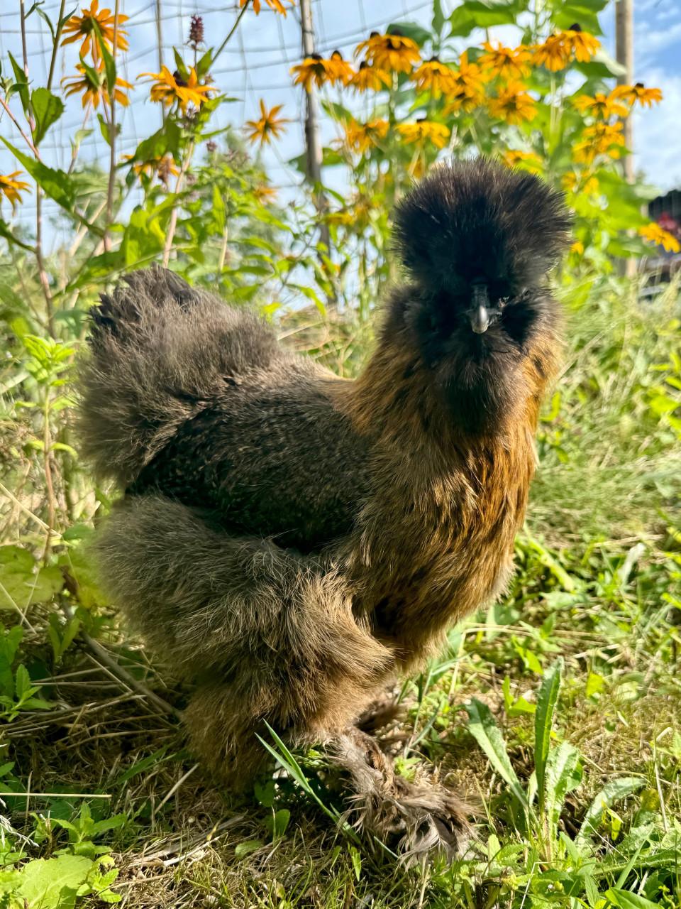 Broedeieren Zijdehoentjes