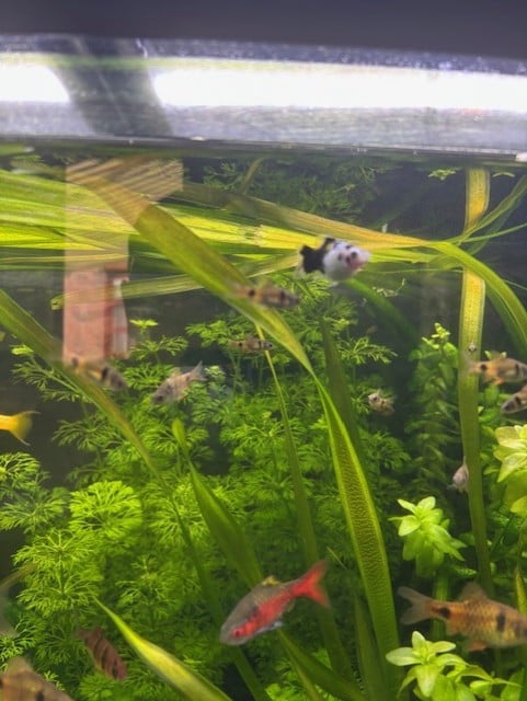 Aquarium visjes