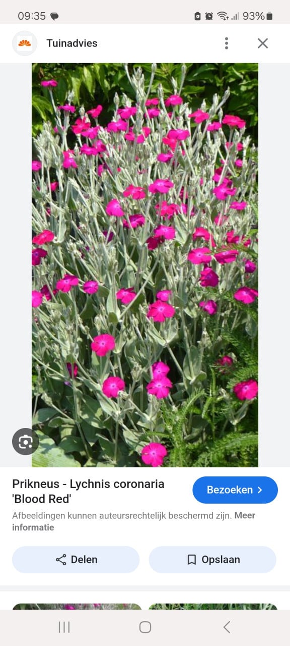 Prikneus Lychnis coronaria roze, vaste plant, winterhard
