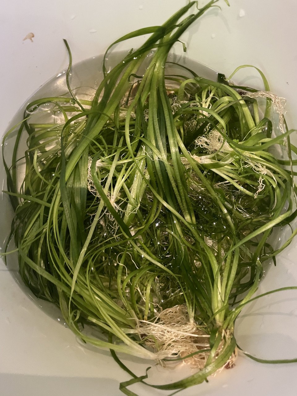 Sagittaria subulata