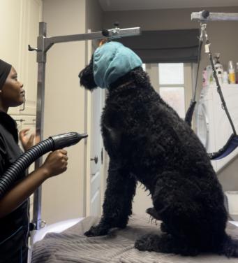 Zachtaardig & stressvrij – gediplomeerde vachtverzorging Terneuzen