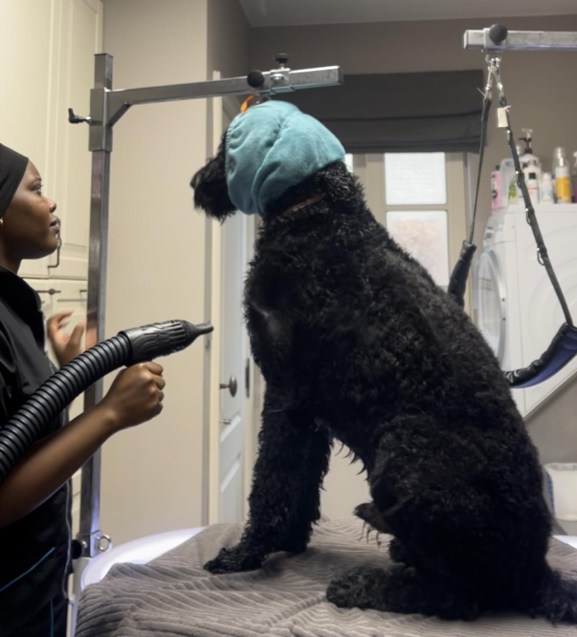 Zachtaardig & stressvrij – gediplomeerde vachtverzorging Terneuzen