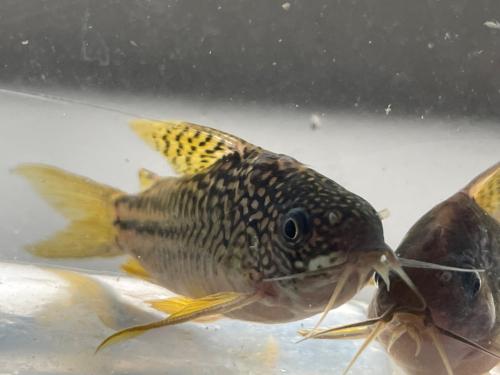Gastrodermus (Corydoras) C123 "Yellow cat" F1