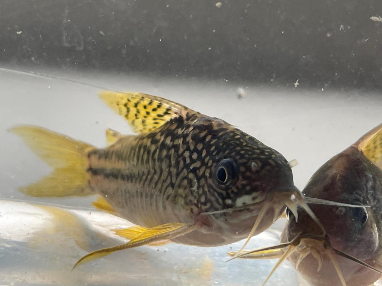 Gastrodermus (Corydoras) C123 "Yellow cat" F1