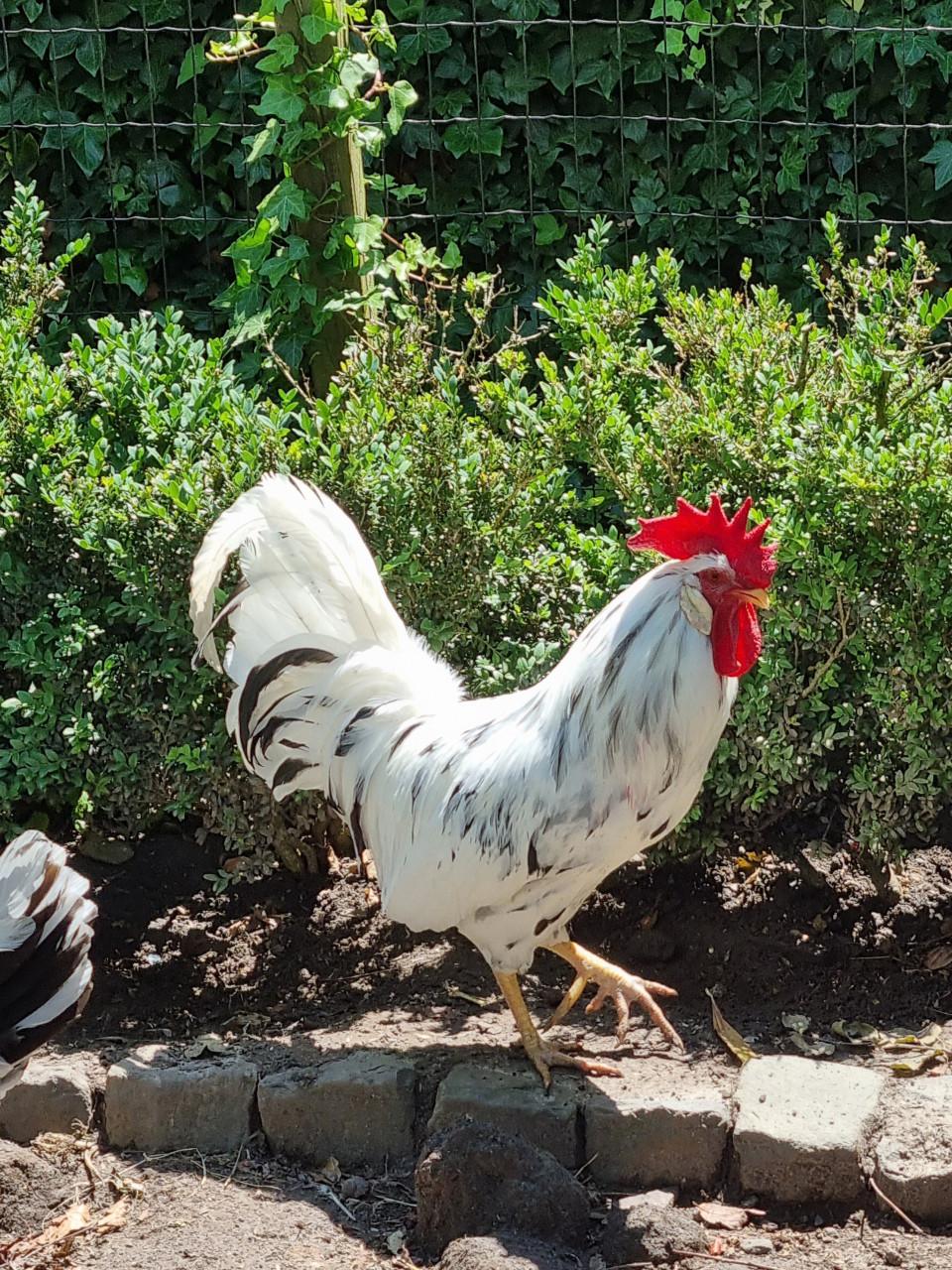 Bonte leghorn haan