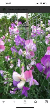 Stekjes lathyrus