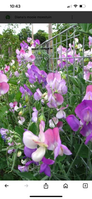 Stekjes lathyrus