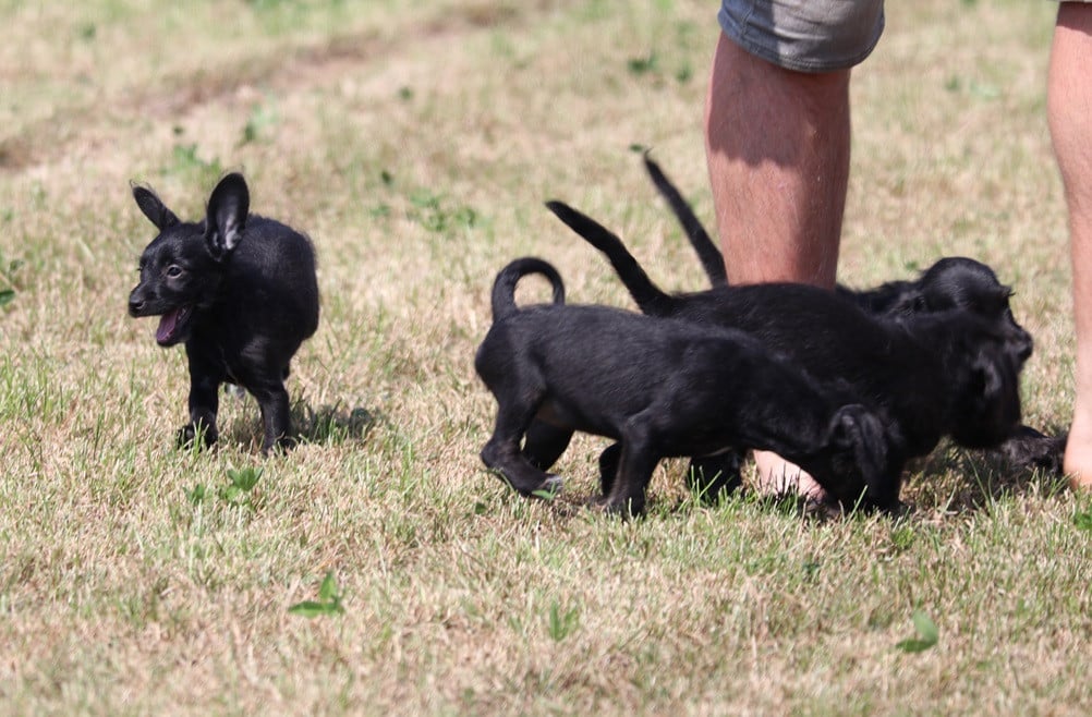 Super leuke kruising pups