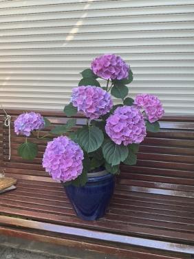 Grote Hortensia