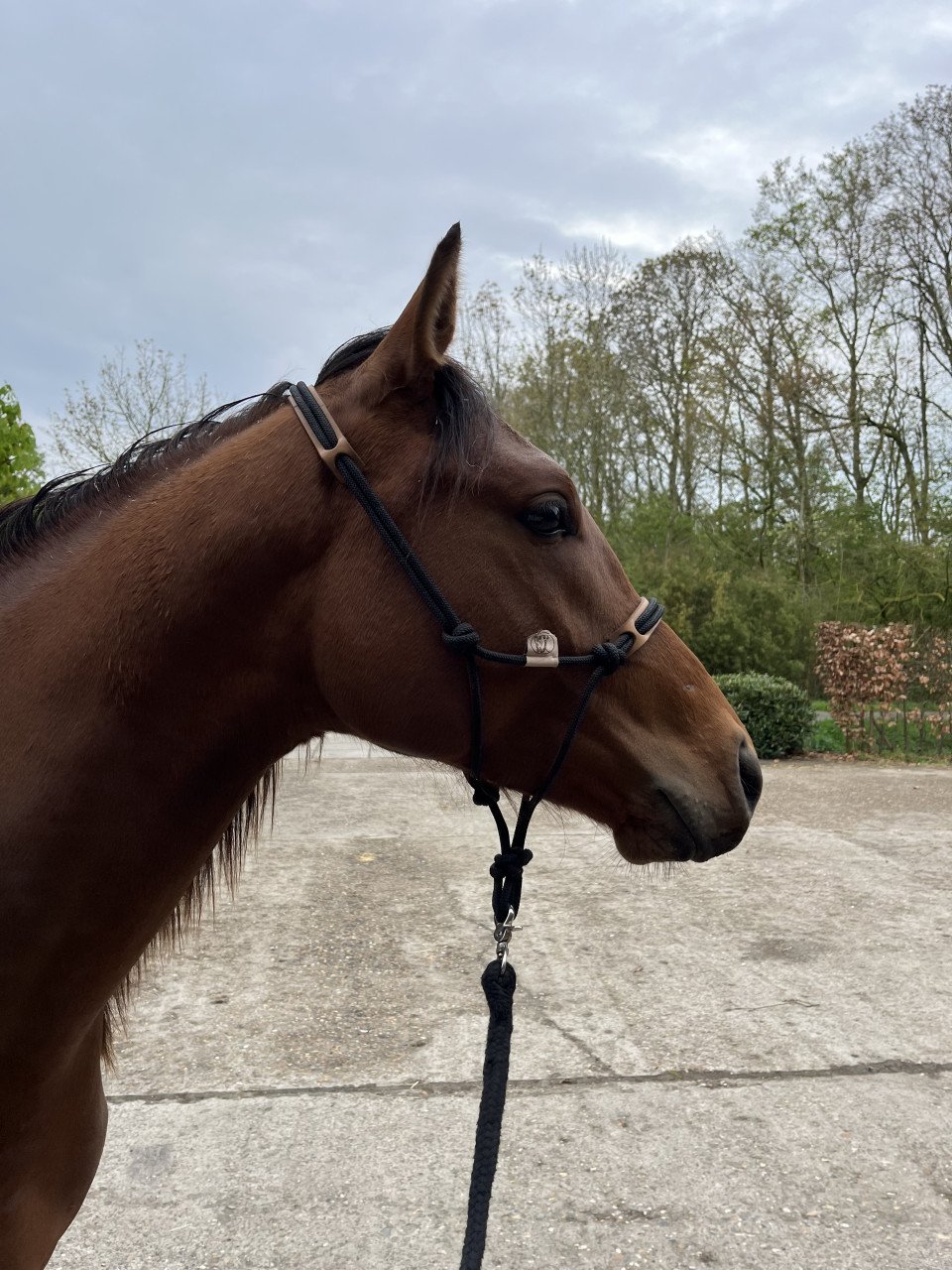 Tweejarige Partbred Arabier