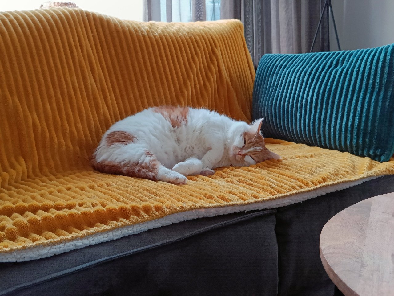 Nieuw baasje voor Poekie gezocht