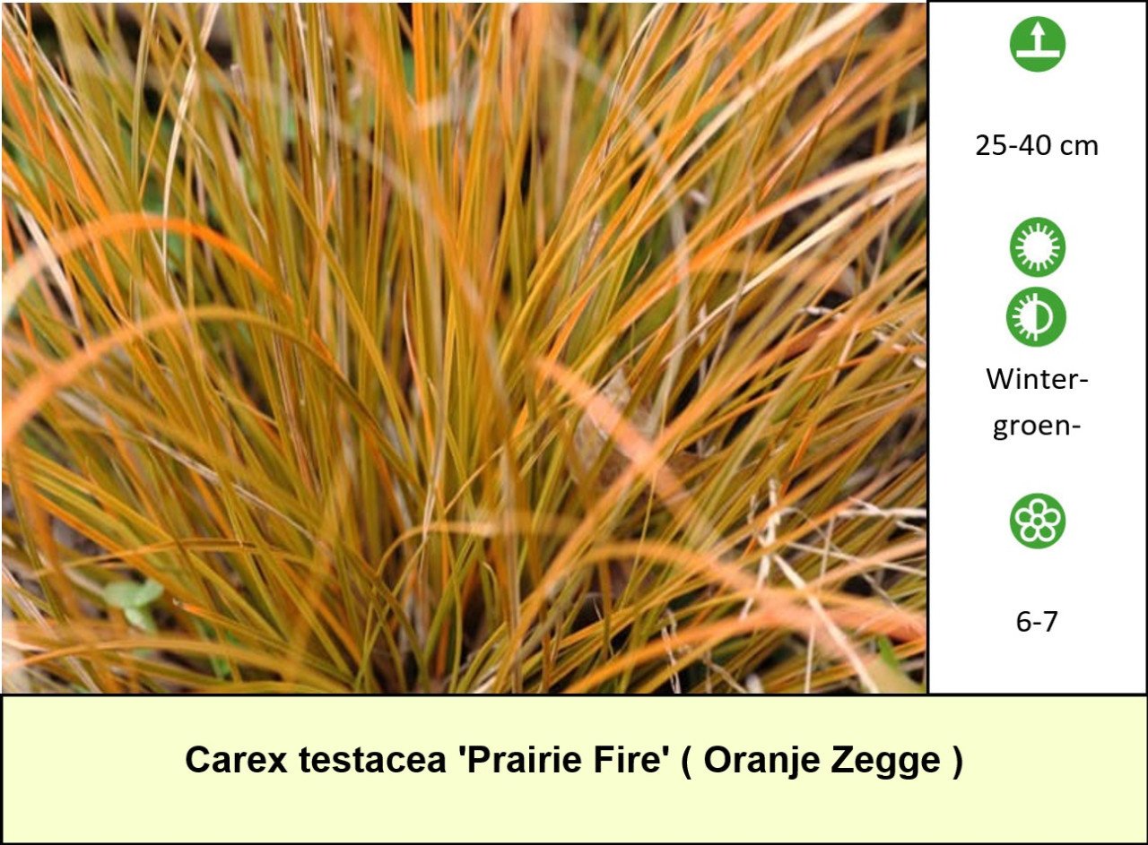 Actie: siergrassen 1 + 1 GRATIS in ons plantenkraampje !