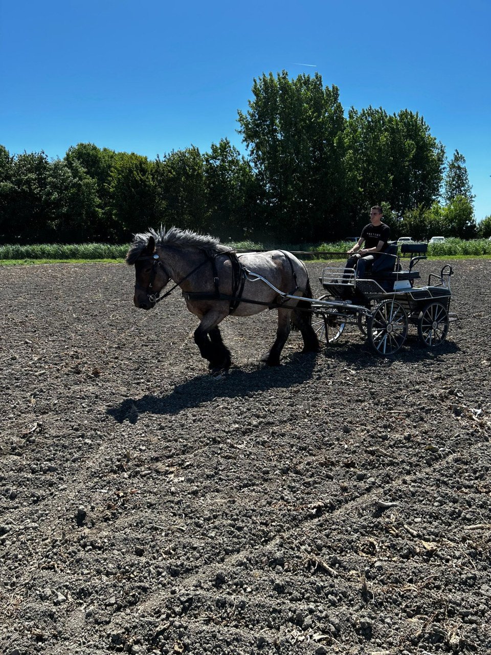 Trekpaard merrie