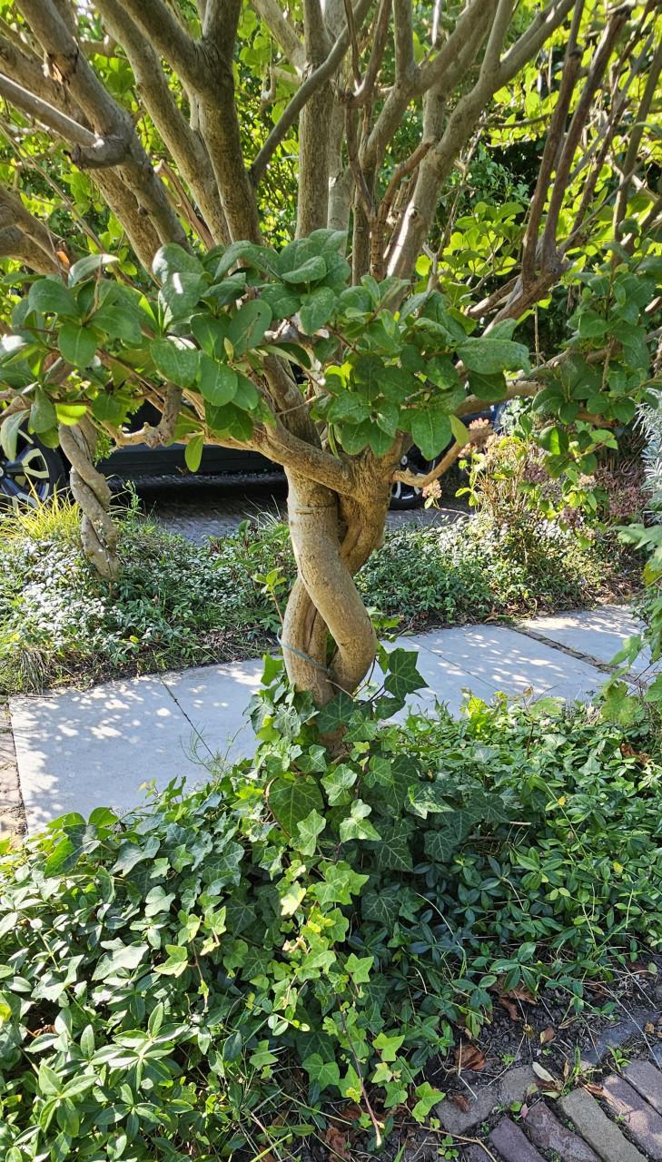 Ficus op stam