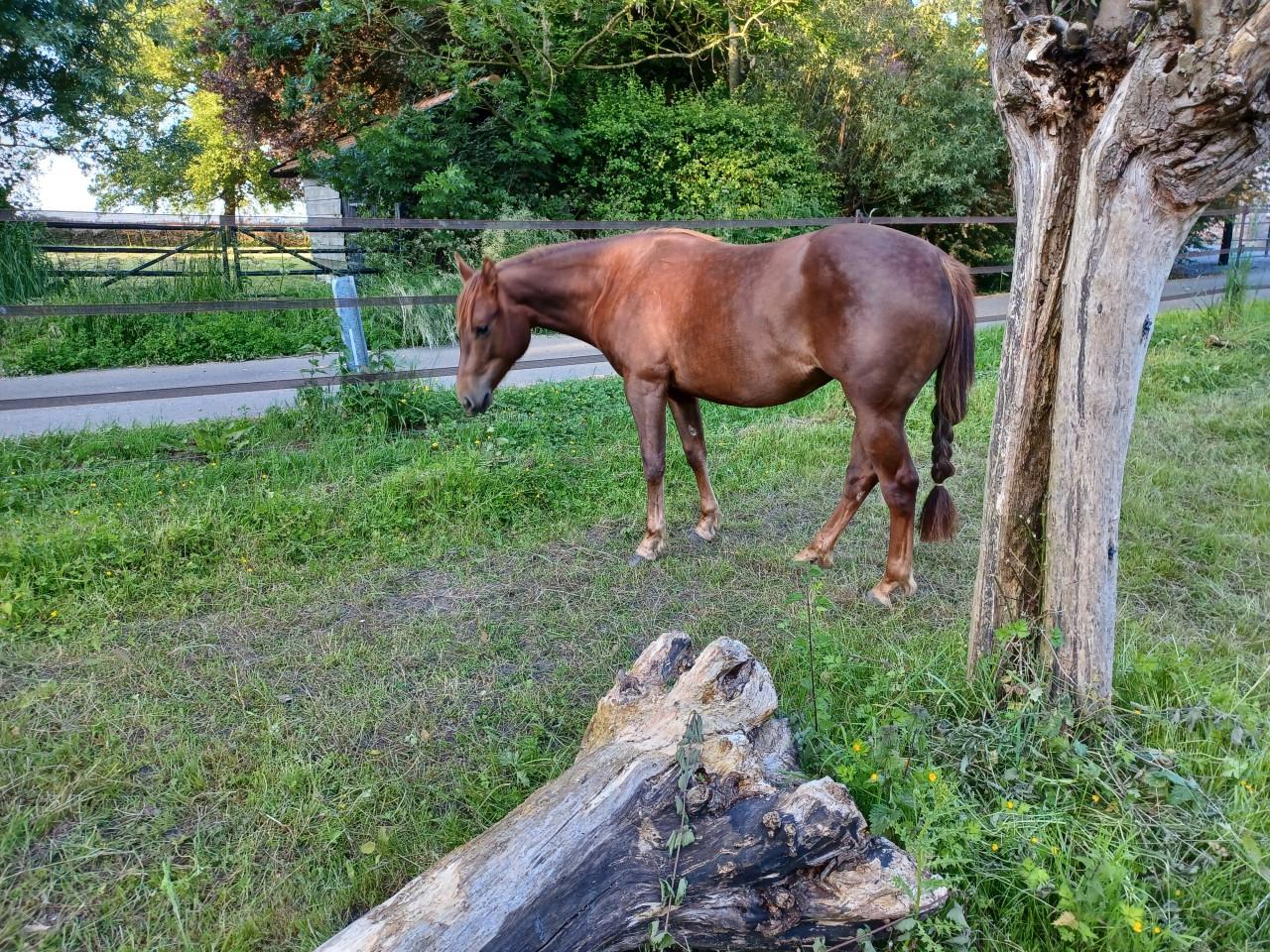Gratis verzorgpaard (Quarter Horse)