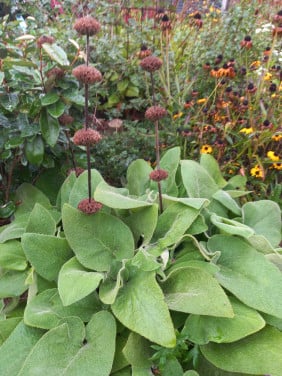 Diverse stekken phlomis/ brandkruid.
