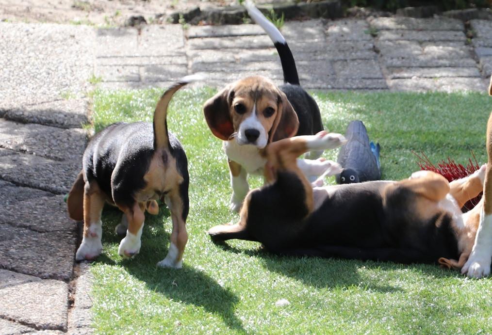 Beagle pups
