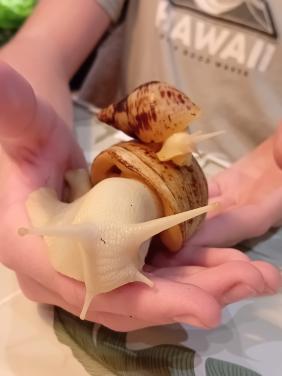 Afrikaanse reuzenslakken (Achatina Reticulata)