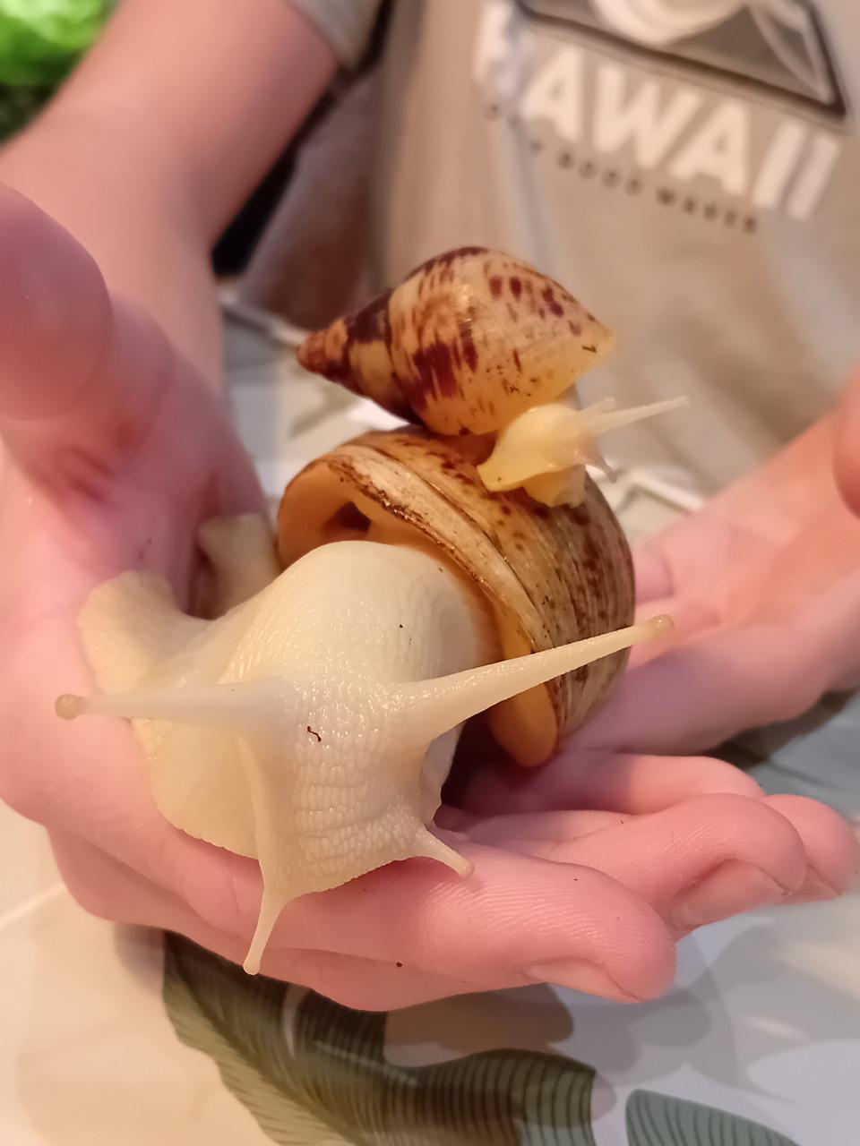 Afrikaanse reuzenslakken (Achatina Reticulata)