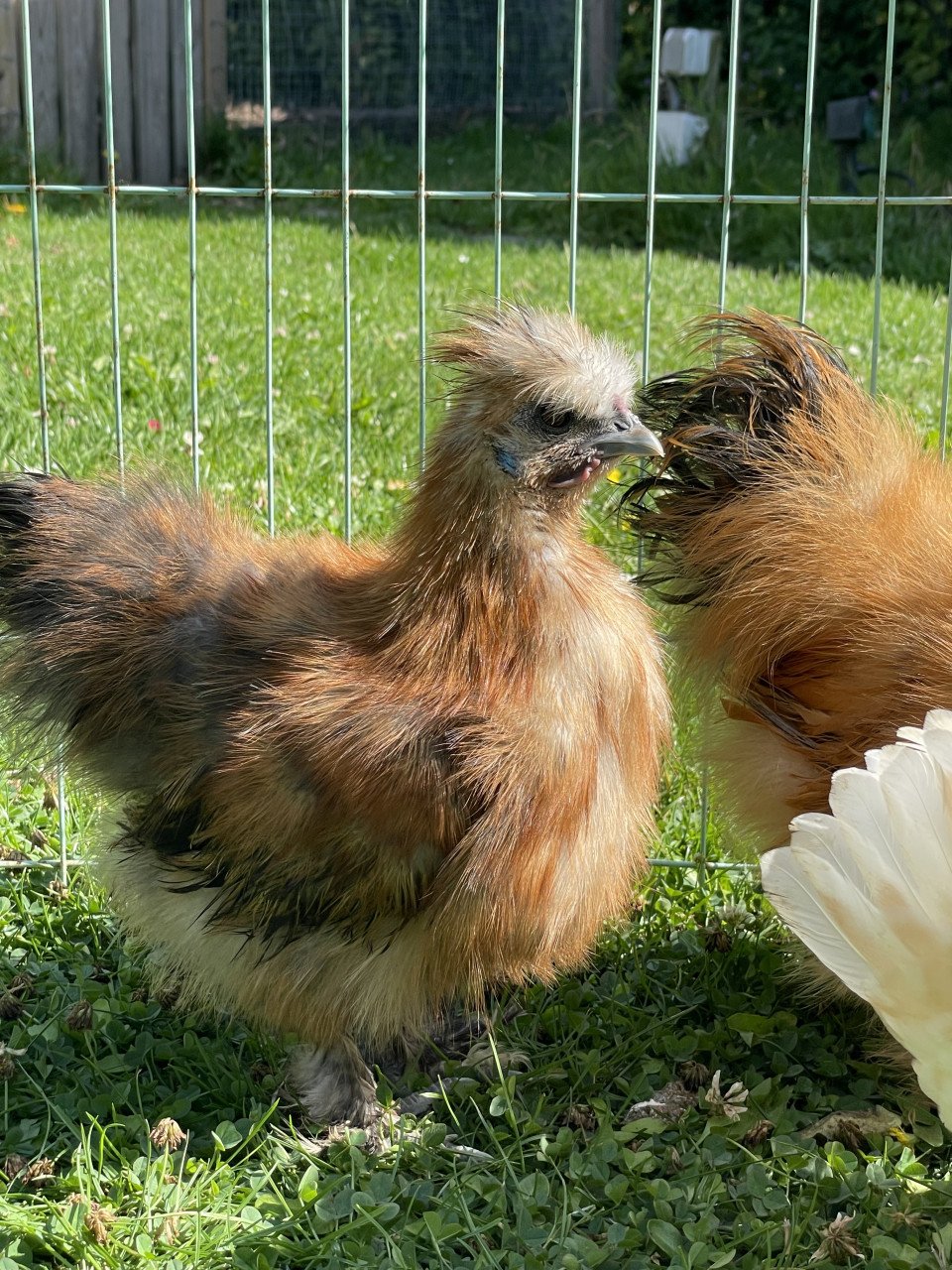 Drie zijdehoen haantjes zoeken fijn thuis. 12 weken oud