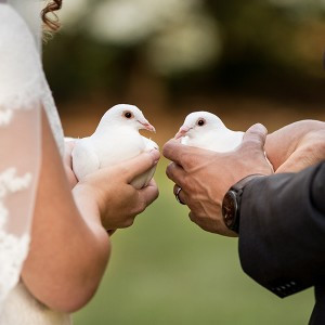 Witte postduiven voor huwelijk