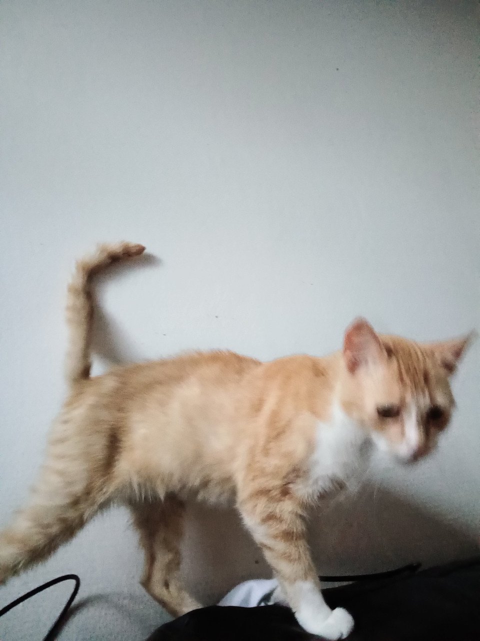 Katten zoeken 5* huisje