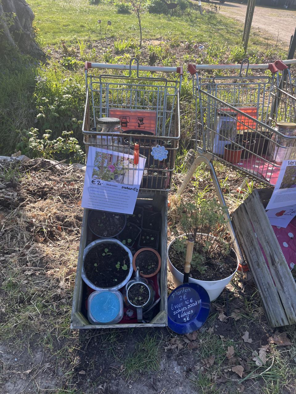 Biologische tuinplanten