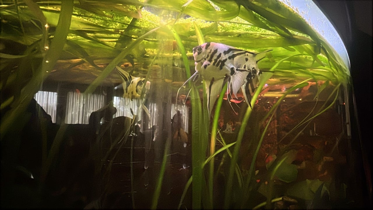 750 liter aquarium met diverse vissen
