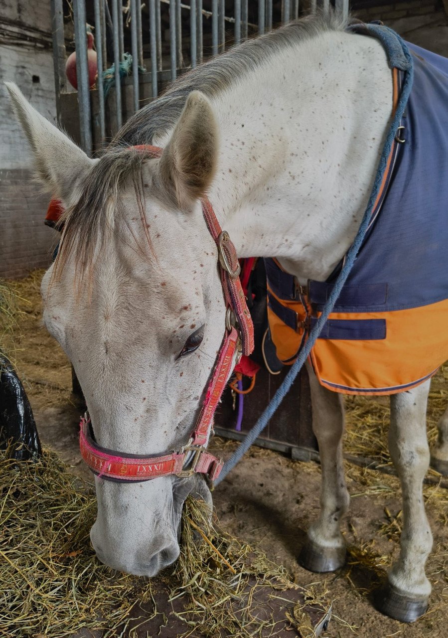 Paard te huur