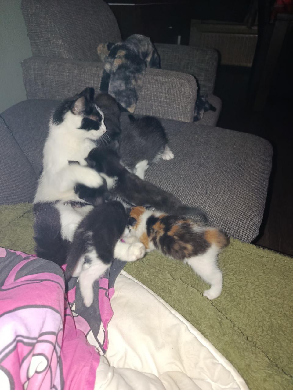Kittens