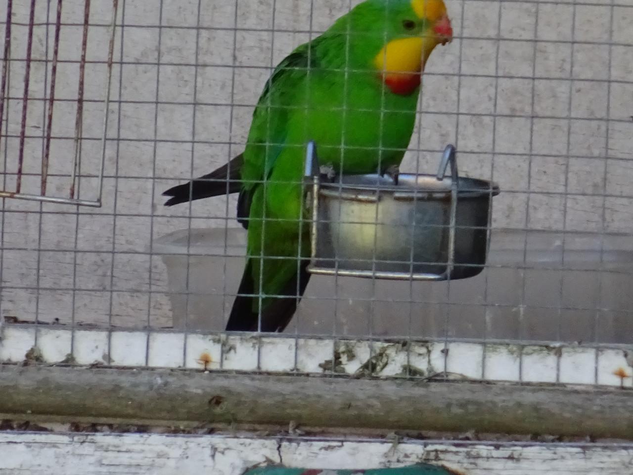 Te koop stevige  RUIME kooi voor vogels  !beton triplex HOUT