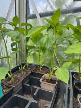Paprika-planten (Rode puntpaprika)