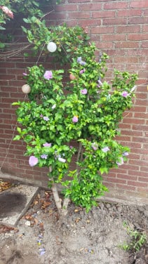 Hibiscus 170 hoog