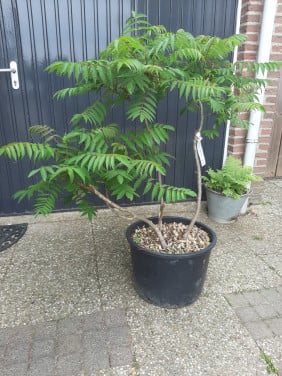Rhus typhina
