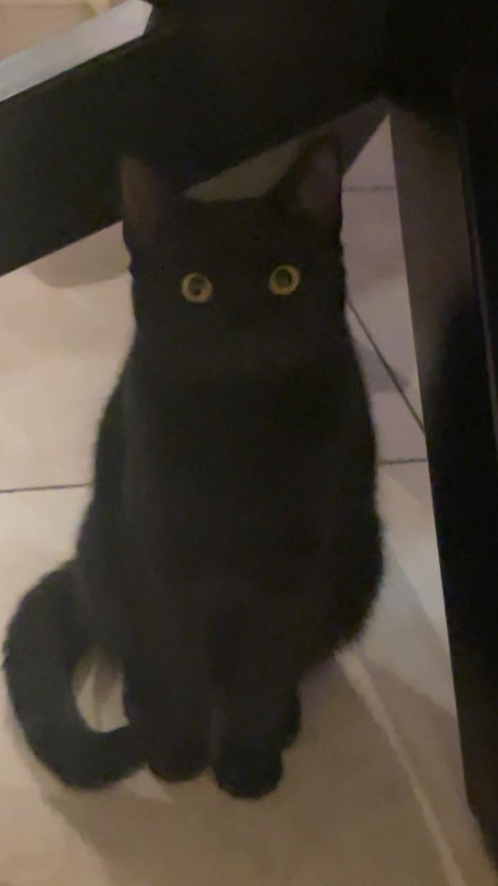 Kat/kater