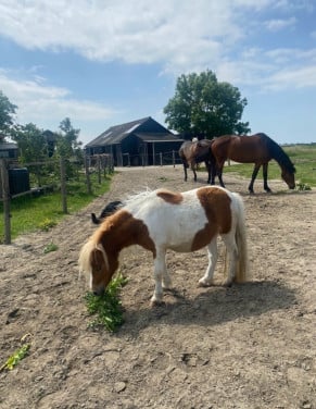 Plekje vrij voor pony